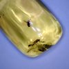 Amber StonesBones | Dominican Amber Specimen With Wasp & Fly (022323E) - The Stones & Bones Collection