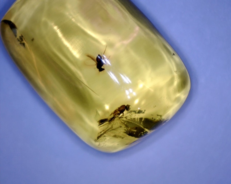 Amber StonesBones | Dominican Amber Specimen With Wasp & Fly (022323E) - The Stones & Bones Collection