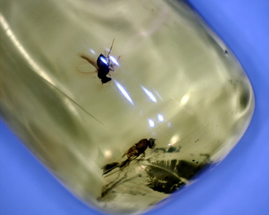 Amber StonesBones | Dominican Amber Specimen With Wasp & Fly (022323E) - The Stones & Bones Collection