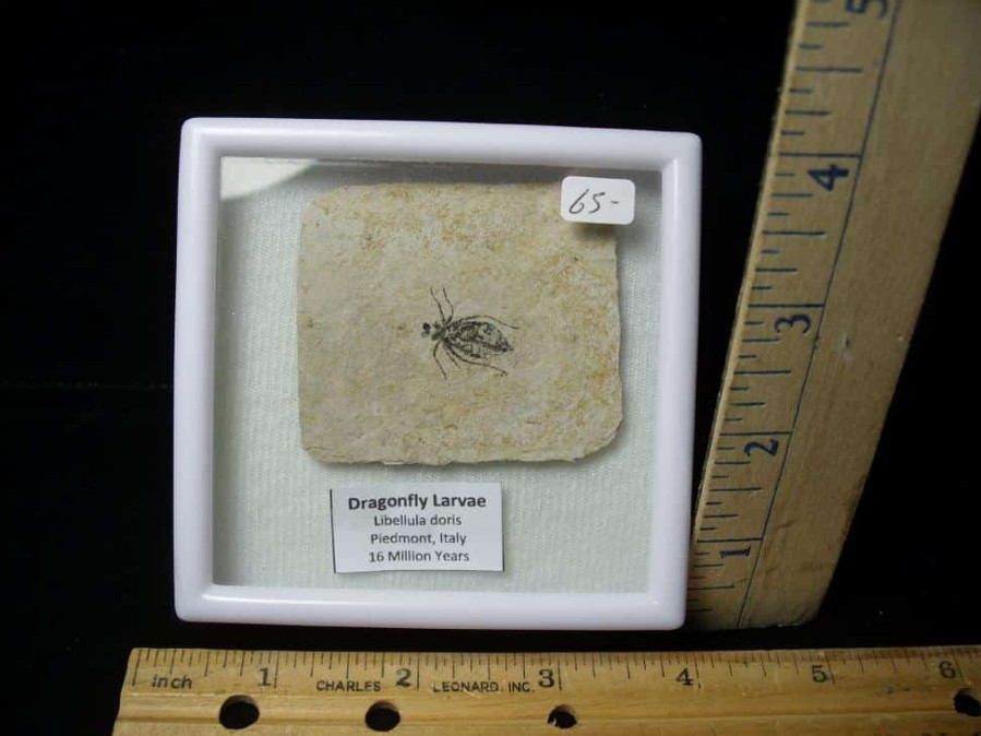 Fossil Insects StonesBones | Fossilized Dragonfly Larvae (092123A) - The Stones & Bones Collection