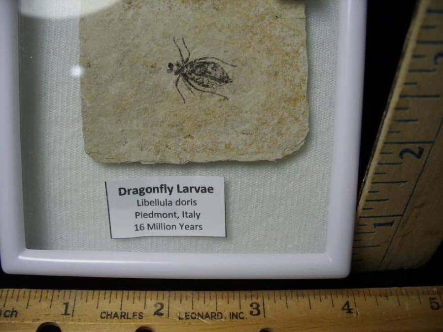 Fossil Insects StonesBones | Fossilized Dragonfly Larvae (092123A) - The Stones & Bones Collection