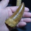 Dinosaur Claws & Teeth StonesBones | Charcarodontosaurus Dinosaur Tooth (012124A) - The Stones & Bones Collection