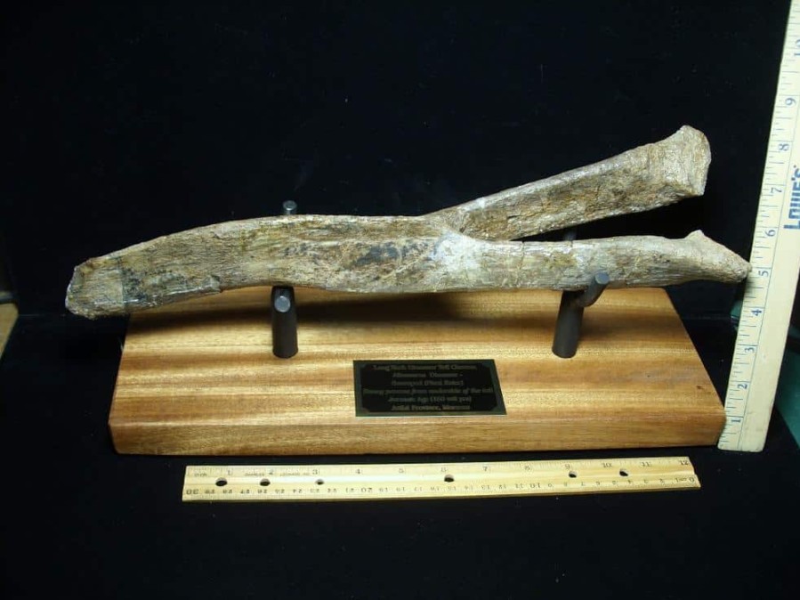 Collector'S Choice StonesBones | Large Long Neck Dinosaur Tail Chevron (021523C) - The Stones & Bones Collection