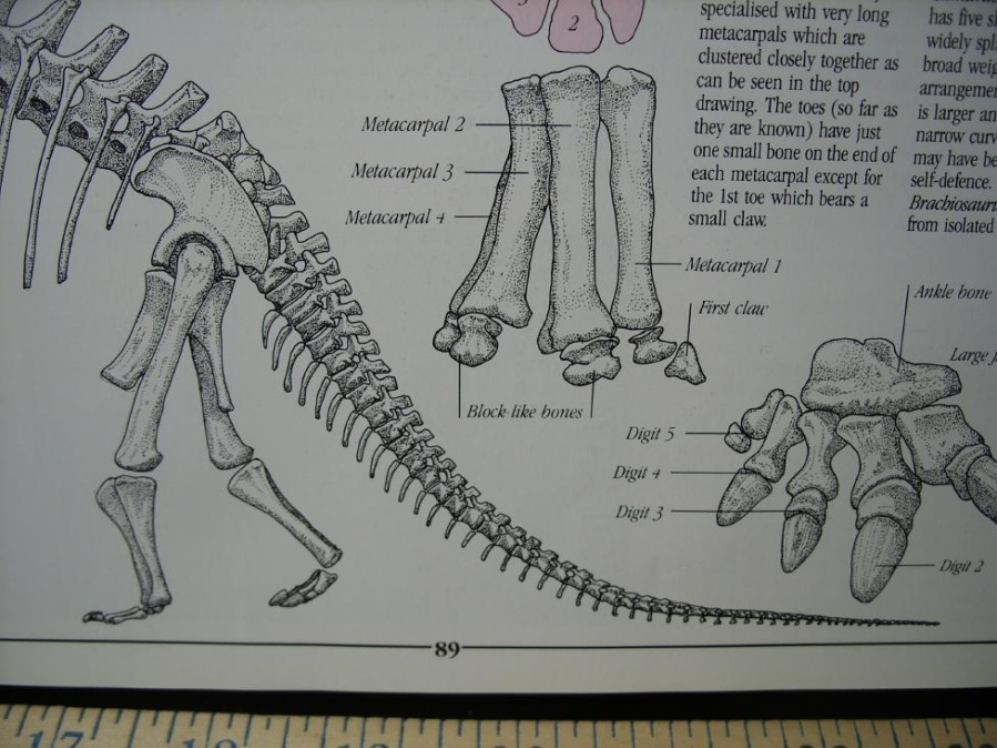 Collector'S Choice StonesBones | Large Long Neck Dinosaur Tail Chevron (021523C) - The Stones & Bones Collection