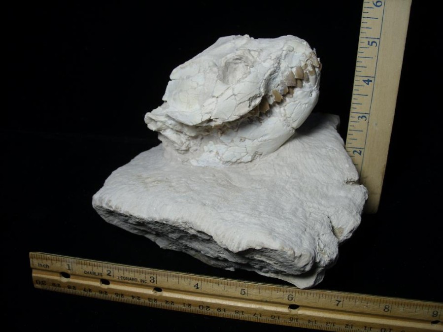 Mammal Fossils StonesBones | Fossil Leptauchenia Oreodont Skull (082723R) - The Stones & Bones Collection