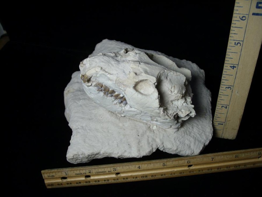 Mammal Fossils StonesBones | Fossil Leptauchenia Oreodont Skull (082723R) - The Stones & Bones Collection