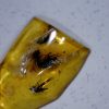 Amber StonesBones | Burmese Amber Specimen With 3 Flies (060123P - The Stones & Bones Collection