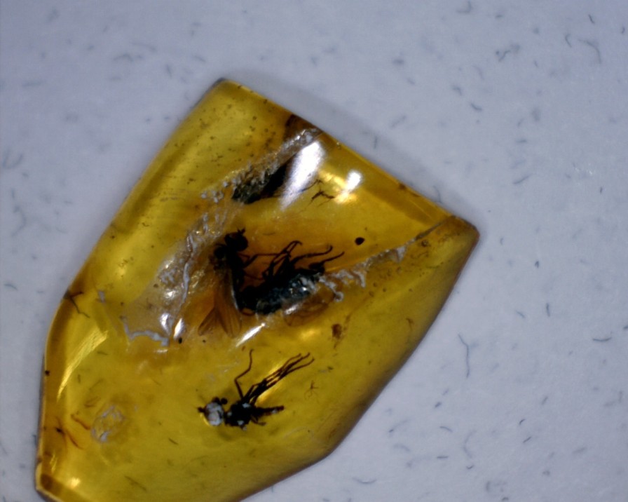 Amber StonesBones | Burmese Amber Specimen With 3 Flies (060123P - The Stones & Bones Collection