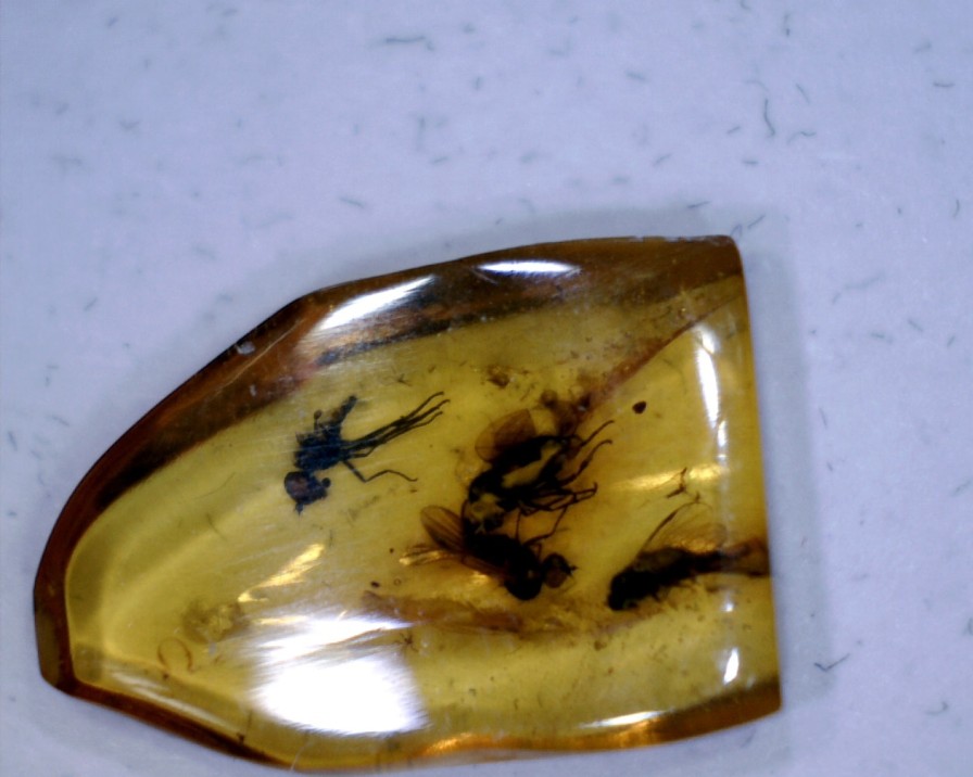 Amber StonesBones | Burmese Amber Specimen With 3 Flies (060123P - The Stones & Bones Collection