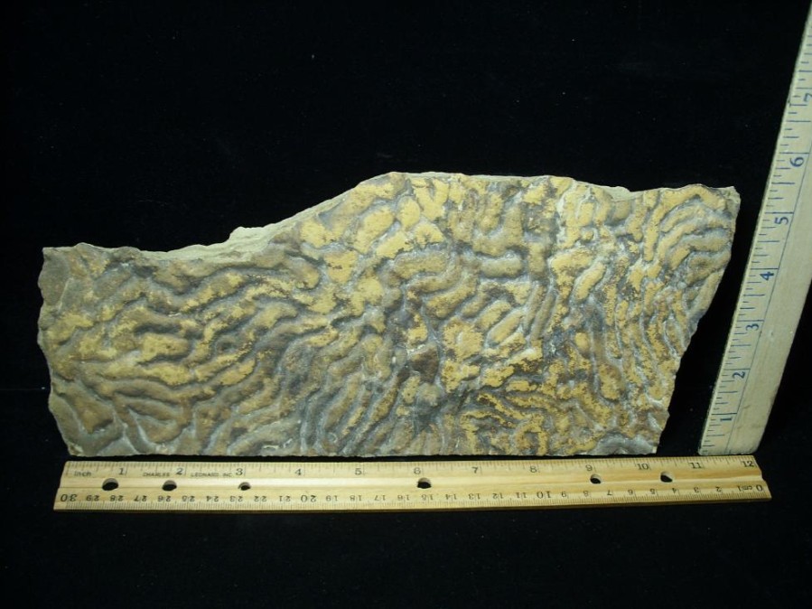 Oddities StonesBones | Fossilized Stromatolites (050723A) - The Stones & Bones Collection