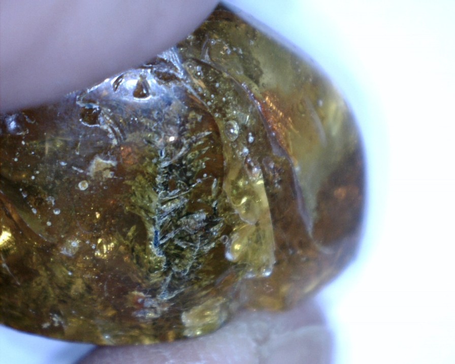 Amber StonesBones | Dominican Amber Specimen With Plant Stem(032023M) - The Stones & Bones Collection