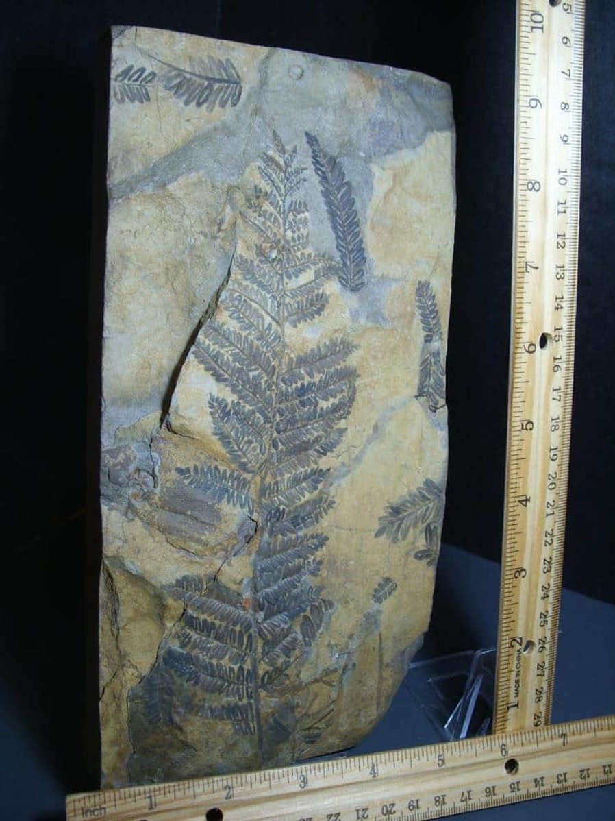 Collector'S Choice StonesBones | Fossil Fern Pecopteris (012124C) - The Stones & Bones Collection