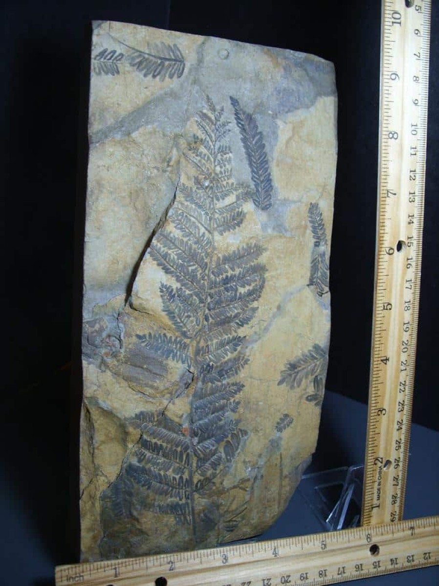 Collector'S Choice StonesBones | Fossil Fern Pecopteris (012124C) - The Stones & Bones Collection