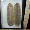 Plant Fossils StonesBones | Mazon Creek Fern Fossil Nodule (102522R) - The Stones & Bones Collection