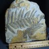 Collector'S Choice StonesBones | Fossil Fern Pecopteris (012124B) - The Stones & Bones Collection