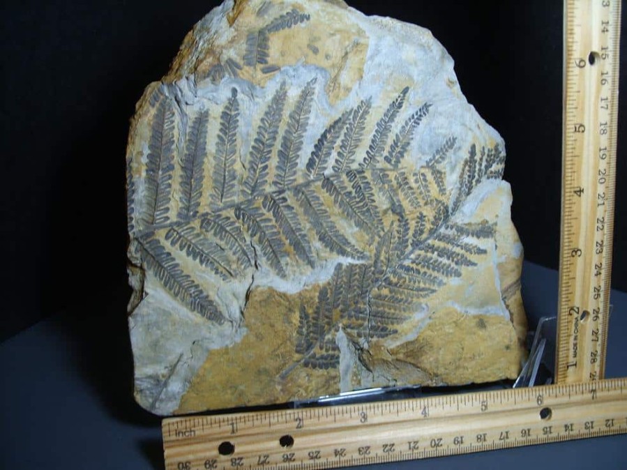 Collector'S Choice StonesBones | Fossil Fern Pecopteris (012124B) - The Stones & Bones Collection