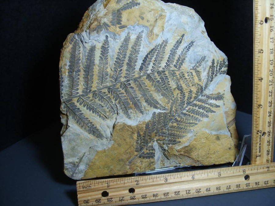 Collector'S Choice StonesBones | Fossil Fern Pecopteris (012124B) - The Stones & Bones Collection