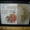 Mammal Fossils StonesBones | Authentic Mammoth Hair (060423G) - The Stones & Bones Collection