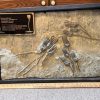 Collector'S Choice StonesBones | Encrinus Lilliformis Crinoid Plate(032023R - The Stones & Bones Collection