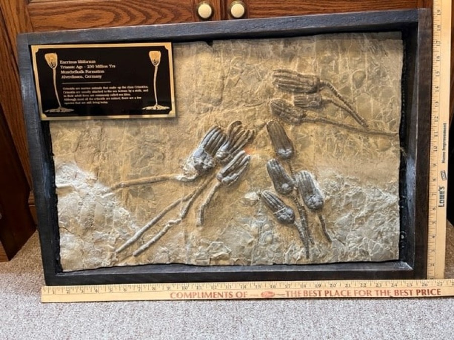 Collector'S Choice StonesBones | Encrinus Lilliformis Crinoid Plate(032023R - The Stones & Bones Collection