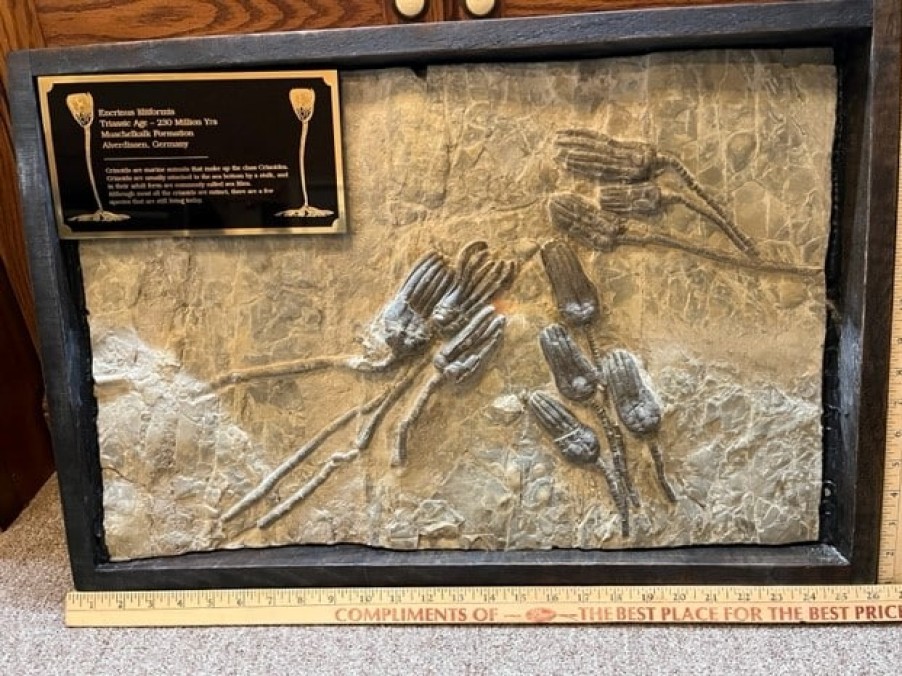 Collector'S Choice StonesBones | Encrinus Lilliformis Crinoid Plate(032023R - The Stones & Bones Collection