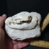 Mammal Fossils StonesBones | Oreodont Skull Fossil (102322D) - The Stones & Bones Collection