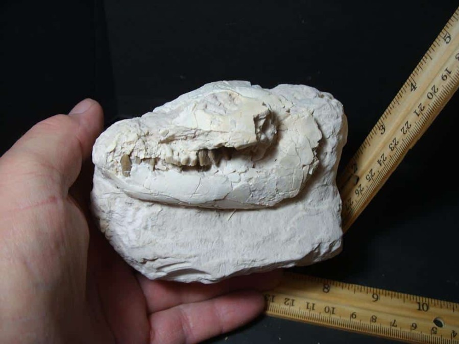 Mammal Fossils StonesBones | Oreodont Skull Fossil (102322D) - The Stones & Bones Collection