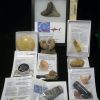 Collection Kits StonesBones | Premium Beginners Fossil Kit (052623D) - The Stones & Bones Collection