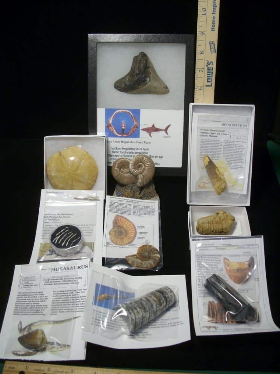 Collection Kits StonesBones | Premium Beginners Fossil Kit (052623D) - The Stones & Bones Collection