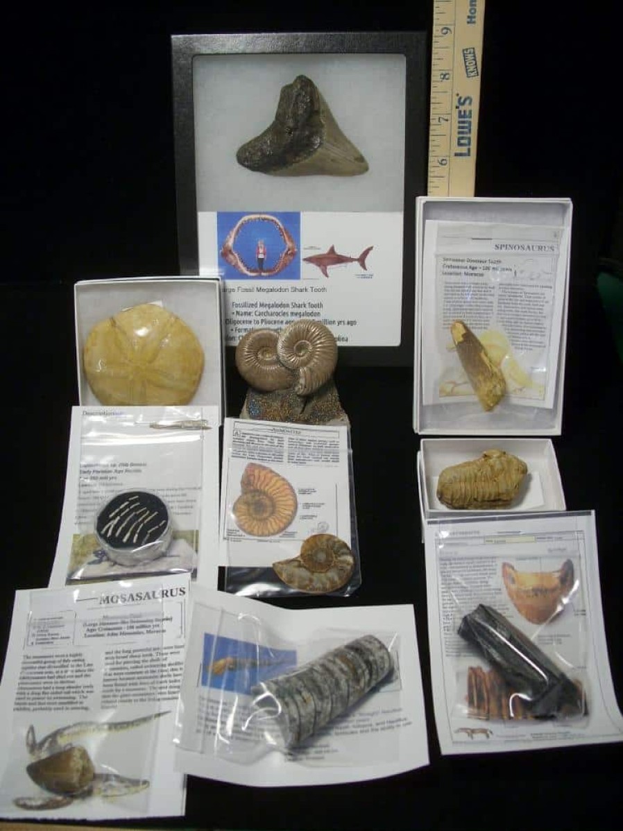 Collection Kits StonesBones | Premium Beginners Fossil Kit (052623D) - The Stones & Bones Collection