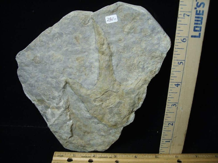 Dinosaur Tracks StonesBones | Dinosaur Track (120823F) - The Stones & Bones Collection