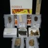 Collection Kits StonesBones | Small Ice Age Fossil Kit (081523S) - The Stones & Bones Collection