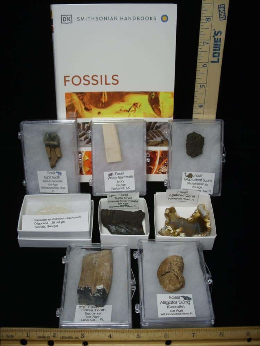 Collection Kits StonesBones | Small Ice Age Fossil Kit (081523S) - The Stones & Bones Collection