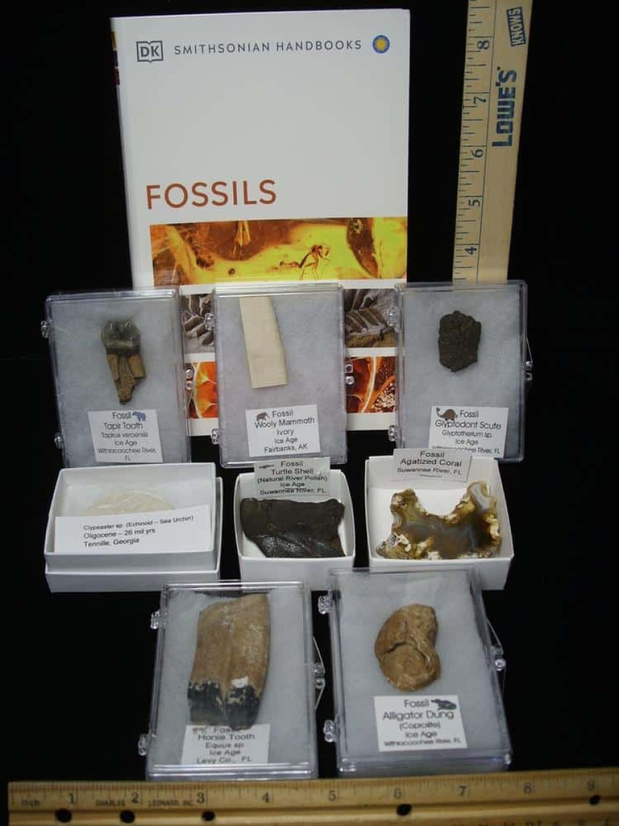 Collection Kits StonesBones | Small Ice Age Fossil Kit (081523S) - The Stones & Bones Collection