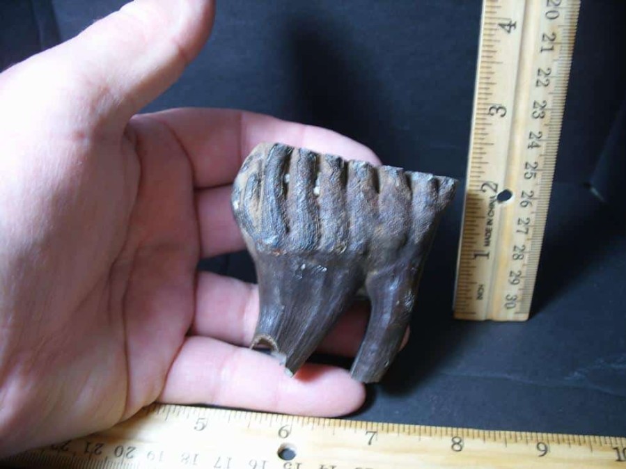 Mammal Fossils StonesBones | Fossilized Baby Mammoth Molar (101922B) - The Stones & Bones Collection