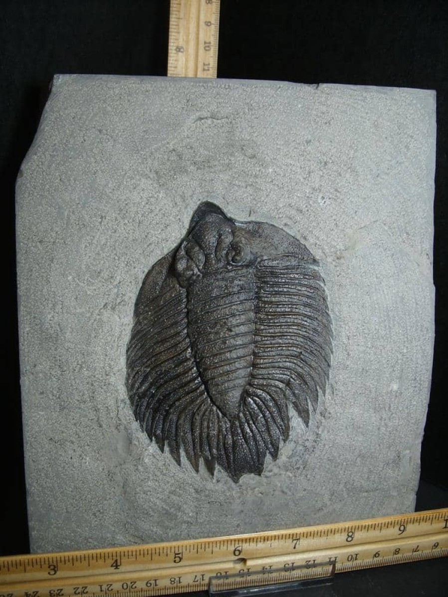 Collector'S Choice StonesBones | Arctinurus Boltoni Trilobite (012823V) - The Stones & Bones Collection