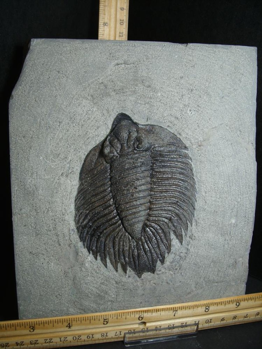 Collector'S Choice StonesBones | Arctinurus Boltoni Trilobite (012823V) - The Stones & Bones Collection