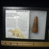 Dinosaur Claws & Teeth StonesBones | Large Authentic Spinosaurus Dinosaur Tooth (122823S) - The Stones & Bones Collection