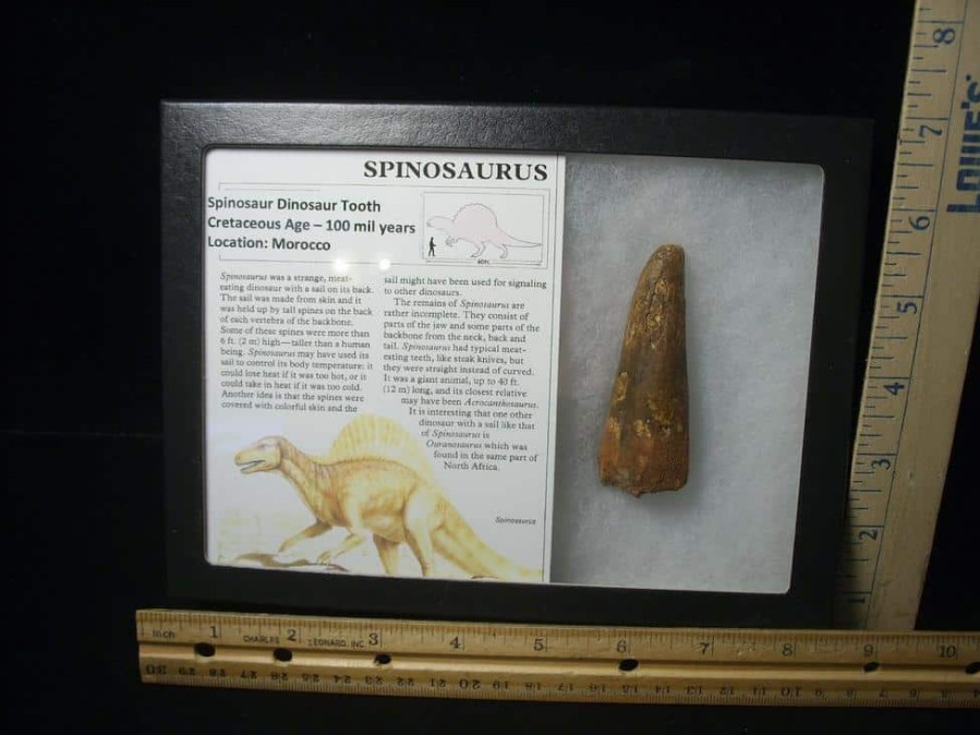 Dinosaur Claws & Teeth StonesBones | Large Authentic Spinosaurus Dinosaur Tooth (122823S) - The Stones & Bones Collection