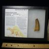 Dinosaur Claws & Teeth StonesBones | Large Authentic Spinosaurus Dinosaur Tooth (110123M) - The Stones & Bones Collection