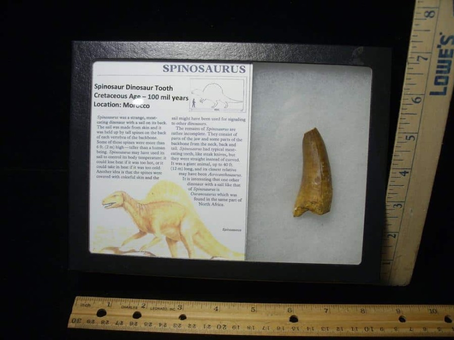 Dinosaur Claws & Teeth StonesBones | Large Authentic Spinosaurus Dinosaur Tooth (110123M) - The Stones & Bones Collection