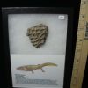 Reptiles StonesBones | Amphibian Metoposaur Fossil Bone (021123D) - The Stones & Bones Collection