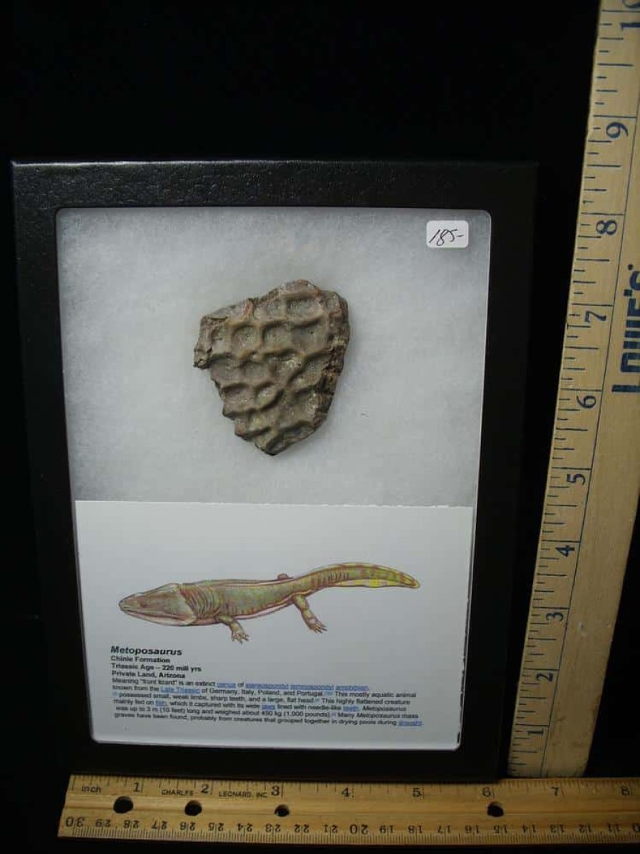 Reptiles StonesBones | Amphibian Metoposaur Fossil Bone (021123D) - The Stones & Bones Collection