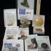 Collection Kits StonesBones | Premium Beginners Fossil Kit (052623C) - The Stones & Bones Collection