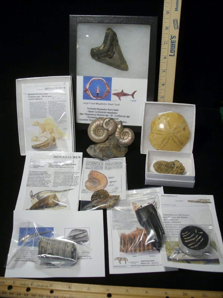 Collection Kits StonesBones | Premium Beginners Fossil Kit (052623C) - The Stones & Bones Collection