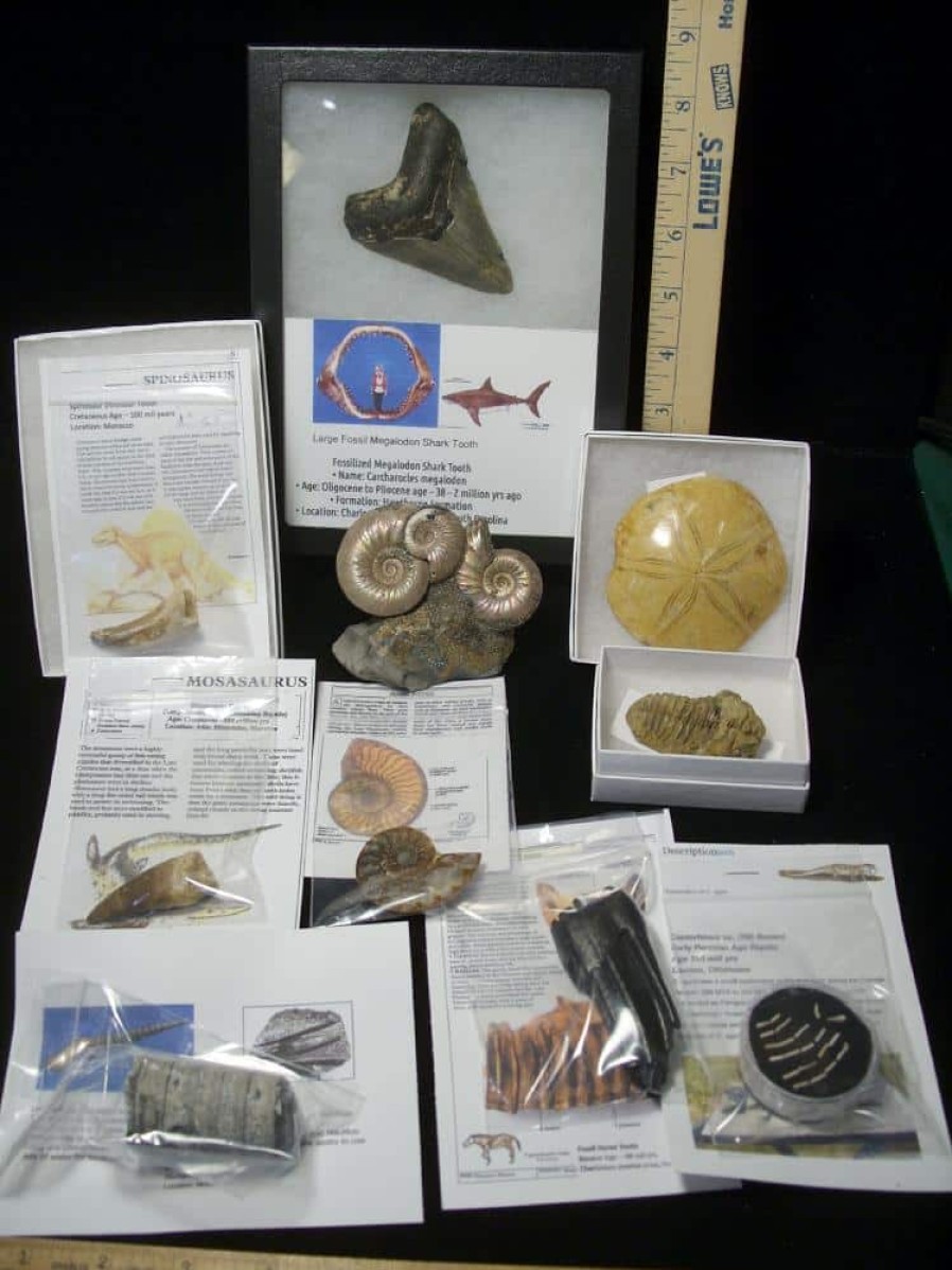 Collection Kits StonesBones | Premium Beginners Fossil Kit (052623C) - The Stones & Bones Collection