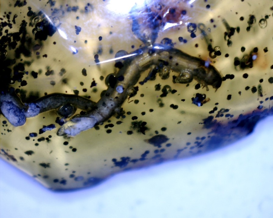 Amber StonesBones | Dominican Amber Specimen With Inchworm (060123K) - The Stones & Bones Collection