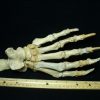 Mammal Fossils StonesBones | Fossilized Cave Bear Foot (091723A) - The Stones & Bones Collection