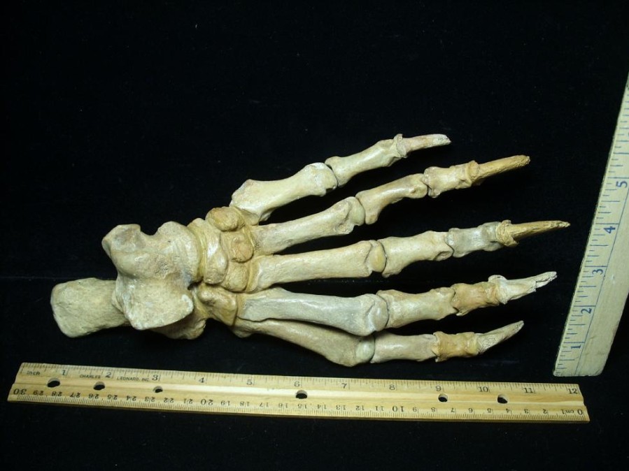 Mammal Fossils StonesBones | Fossilized Cave Bear Foot (091723A) - The Stones & Bones Collection