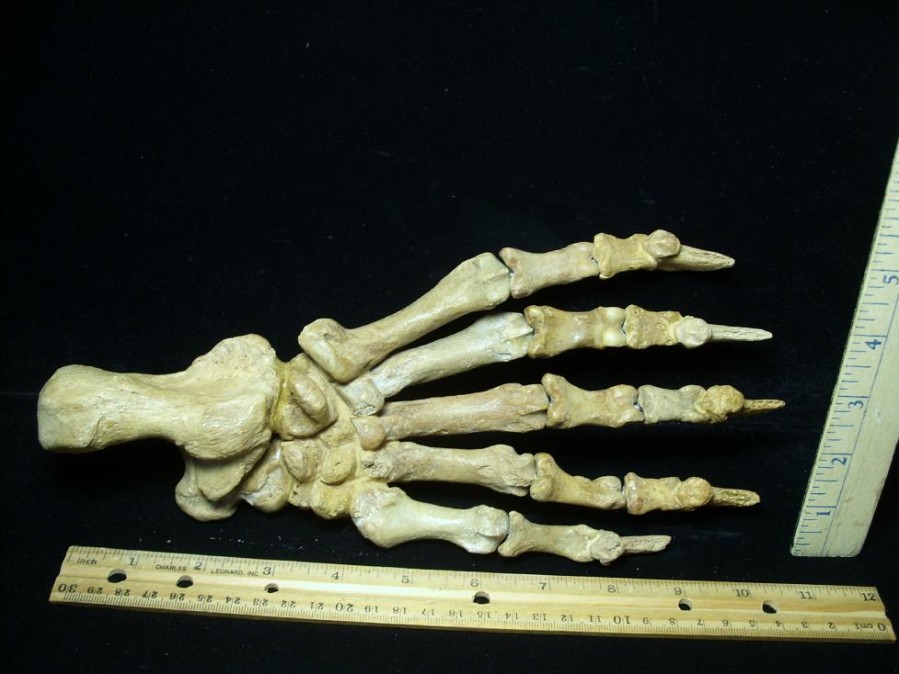 Mammal Fossils StonesBones | Fossilized Cave Bear Foot (091723A) - The Stones & Bones Collection